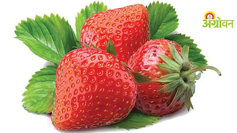 Water Scarcity Impact