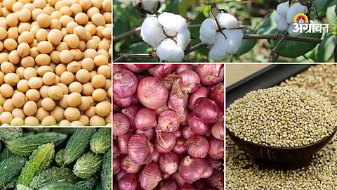 Agriculture commodity price trends Maharashtra