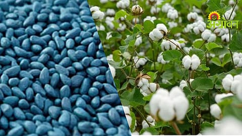 BT Cotton Seed Price