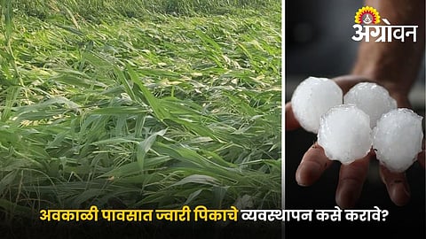 Best practices for sorghum farming in extreme weather