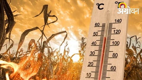 Heatwave impact on banana and fruit crops in Khandesh Maharashtra