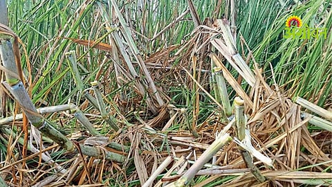 Sugarcane Farming Guide