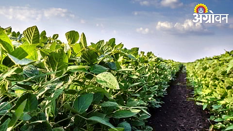 Summer soybean cultivation decline in Khandesh Maharashtra 2026