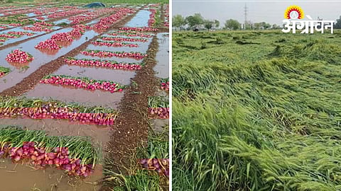 Hailstorm and unseasonal rain crop damage in Nashik