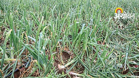 Hailstorm Crop Damage