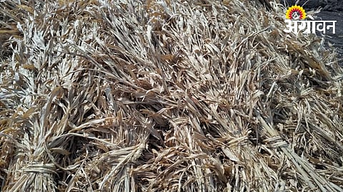 Fodder price increase impact on livestock farmers