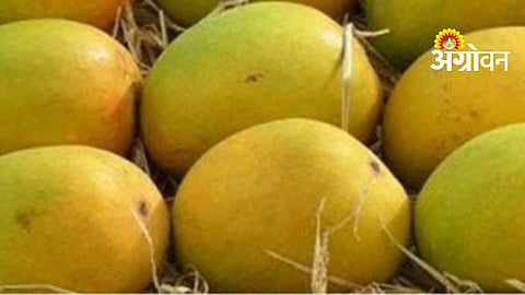 Digital Mango Marketing