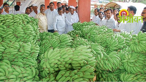 Banana Market