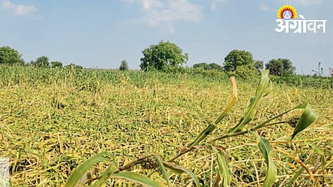 Unseasonal rain crop damage in Marathwada 2026