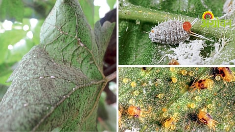 Crop Disease Management