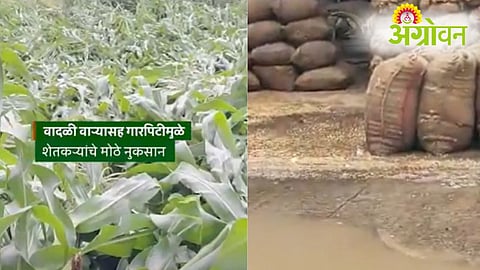 Unseasonal Rain Crop Damage.