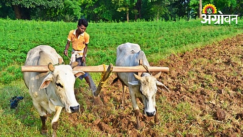 Farmer suicide cases approved for compensation in Akola Maharashtra