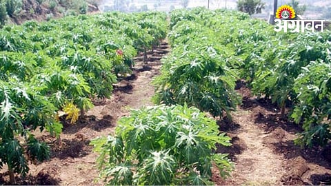 Papaya sapling price drop in Khandesh Maharashtra