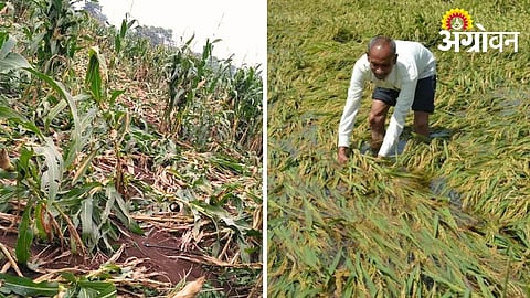 Storm and hailstorm crop damage compensation in Dhule Maharashtra 2026