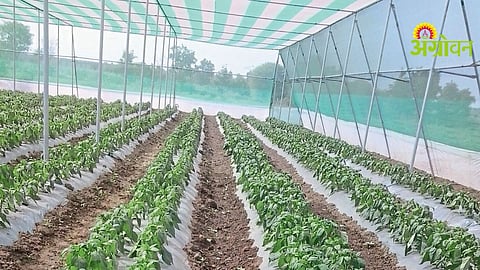 Drip Irrigation System