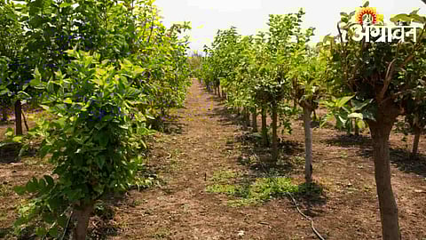 Mulberry cultivation under MahaReshim scheme