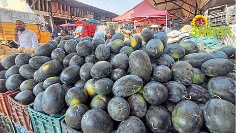 Watermelon Prices Drop