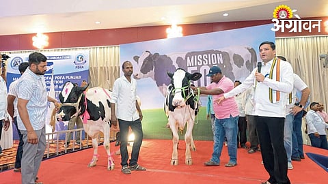 Mission 50 liters dairy farming model Maharashtra
