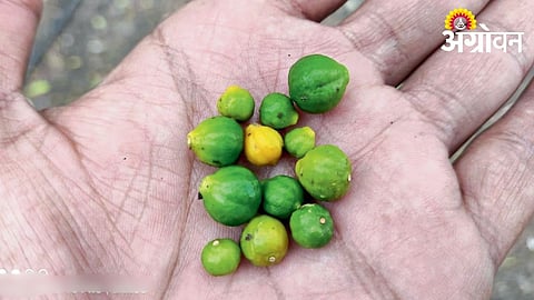 Impact of high temperature on orange and sweet lime crops