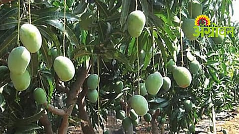 Mango Farmers