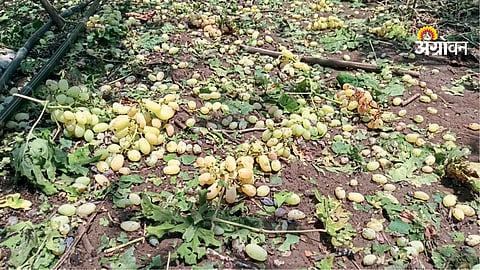 Hailstorm damage survey delay in Maharashtra