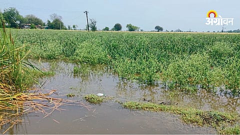 Crop damage 5345 hectares Marathwada rain impact
