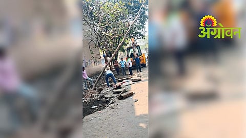 Illegal Tree Cutting