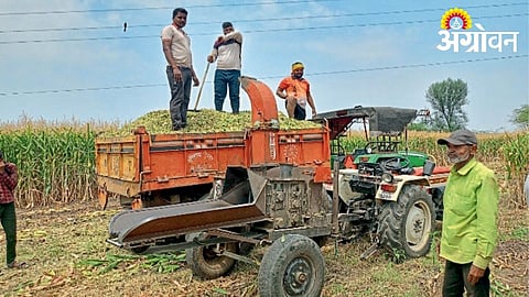Rising Fodder Costs Trouble Livestock Farmers