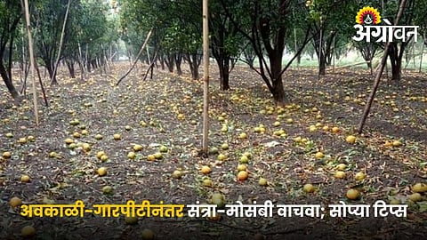 Citrus Crop Management After Unseasonal Rain and Hailstorm