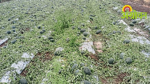 Satara Agriculture Loss