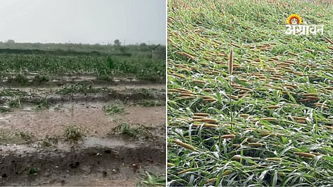Standing crop damage due to rain in Pune