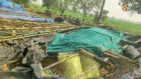 Crop damage due to pre-monsoon rain in Ahilyanagar