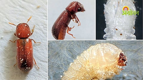How to control lesser grain borer in stored grains