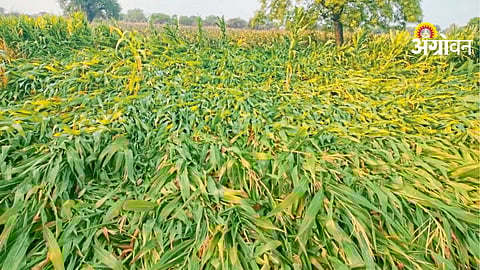 Sugarcane Worker Registration