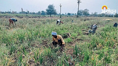 Onion Harvesting
