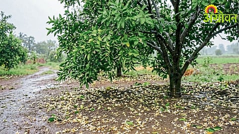 Vidarbha Rain Damage