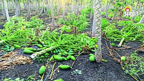 Unseasonal Rain Crisis