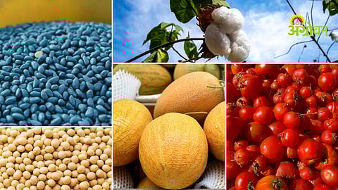 Cotton seed price increase in India latest market update