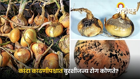 Best method for onion curing and storage