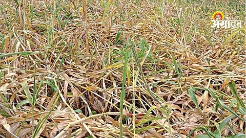 Dharashiv Agriculture Loss