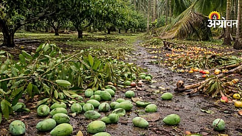 Sindhudurg Rain Damage