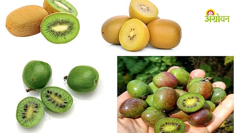 Daily benefits of eating kiwi fruit