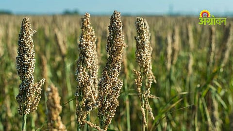 Jowar price drop in Jalgaon Maharashtra