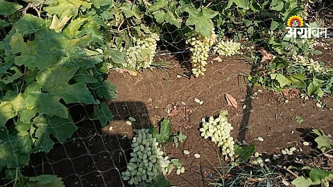 Orchards Rain Damages
