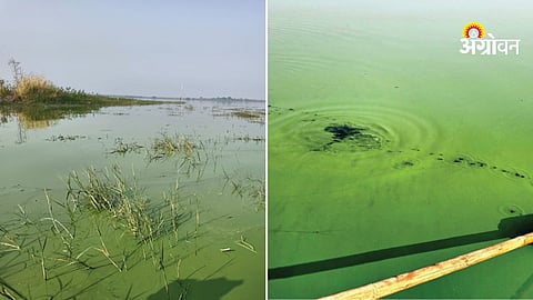 Ujani dam water pollution causes and health effects