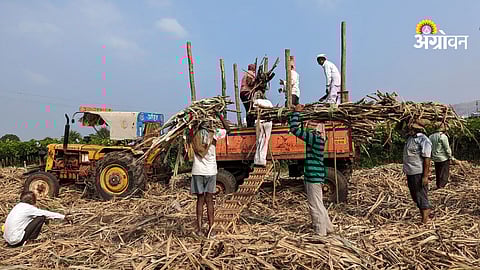 Sugarcane workers migration after harvest season