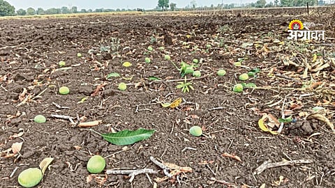 Unseasonal rain in Akola Buldhana Washim