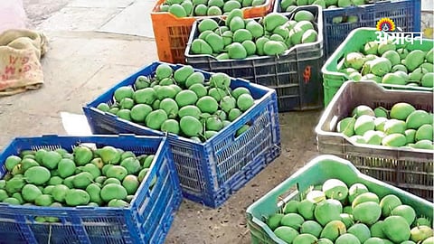 Alphonso mango season crisis in Konkan Maharashtra