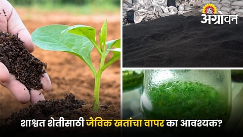 Best biofertilizers for crop yield improvement