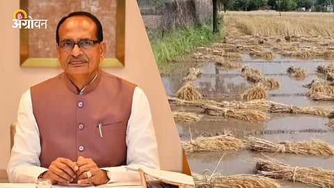 Heavy Rain In Maharashtra